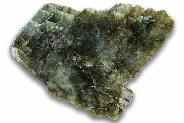 Single Side Polished Labradorite Section - Madagascar #324692